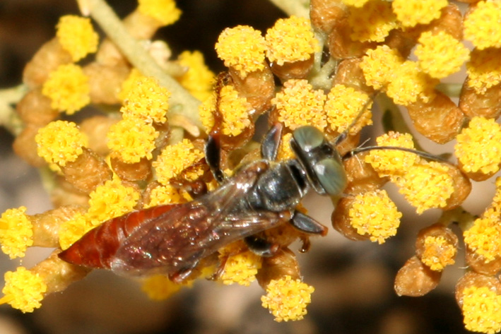 Tachysphex incertus rufiventralis